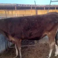 گوساله پاکل