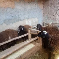 5 عدد گوسفند نرینه