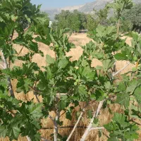 فروش فوری آپارتمان ۸۰ متر ۱ خواب شهرک یاس طلاییه