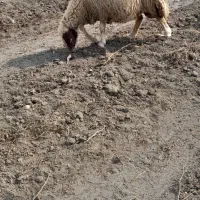 2راس میش