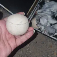 سنگ الماس آسیاب اصل