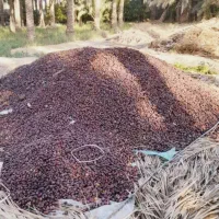 خرما ضایعاتی ۱۰۰تن|خوردنی و آشامیدنی|اصفهان, سلطان‌آباد|دیوار