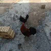 فروش مرغ و خروس