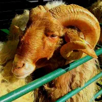 گوسفند بره سفیددام افشار تضمینی نصف گوشت|حیوانات مزرعه|مشهد, ارشاد|دیوار