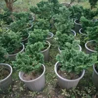 فروش گل پیوند