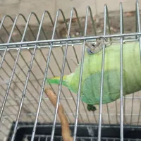 طوطی ملنگو نر ۱۷ماهه|پرنده|تهران, انبار نفت|دیوار