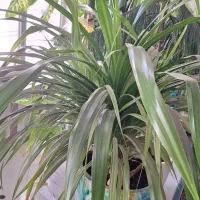 فروش گل وگیاه|گل و گیاه طبیعی|شیراز, کوشک میدان|دیوار