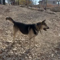 سگ ژرمن هسکی نگهبان|سگ|فیروزکوه, |دیوار