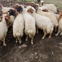 میش و بره و میش آبستن