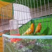 قناری نرو ماده