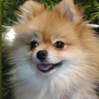 سگ پامر اصل