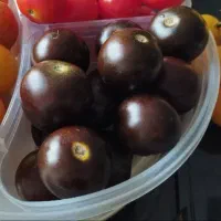 بذر گوجه فرنگی گیلاسی ارگانیک (قرمز، زرد، مشکی)|گل و گیاه طبیعی|بابلسر, |دیوار