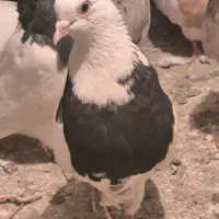 کبوتر طوقی|پرنده|کامیاران, |دیوار