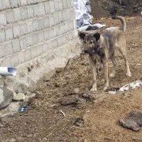 سگ سرابی|سگ|انگوت, |دیوار