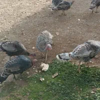 بوقلمون|حیوانات مزرعه|یاسوج, |دیوار