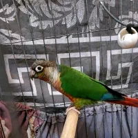 فروش گرینجیک