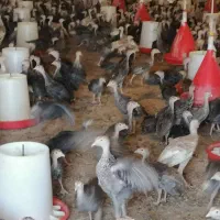 بوقلمون برنز و بیوتی محلی و خروس ومرغ باری|حیوانات مزرعه|مرودشت, محمد آباد|دیوار