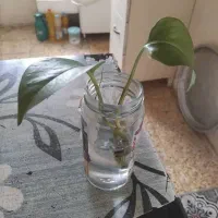گم شدن شناسنامه