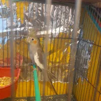 دو عدد عروس هلندی دو ماهه