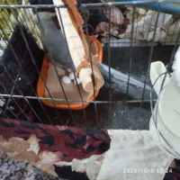 عروس هلندی تخم گذار