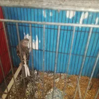 دوتا قناری نر ،برادر و مست