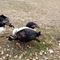 بوگلمو|حیوانات مزرعه|ماکو, |دیوار