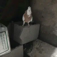 چند عدد کبوتر طوقی|پرنده|یاسوج, |دیوار