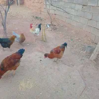 یک مرغ کاکولی و یک خروس کاکولی