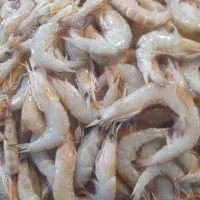 میگو پلویی. مخصوص قلاب. تازه