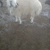 فروش بره نر|حیوانات مزرعه|جرقویه, |دیوار