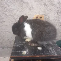 با سلام خرگوش ماده لوپ درشت وسرحال