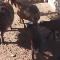 گوسفند میش هترو دوقلوزا