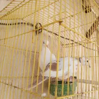 پرنده زینتی