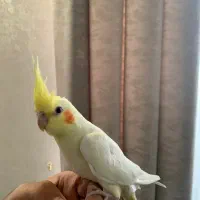 عروس هلندی سخنگو لوتینو گلباقالی سینامون|پرنده|تهران, سازمان برنامه جنوبی|دیوار