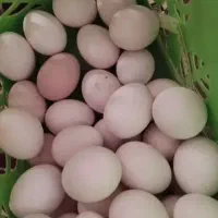 تخم مرغ محلی