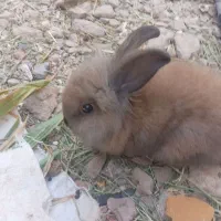 لپ بامزه|موش و خرگوش|قائن, |دیوار