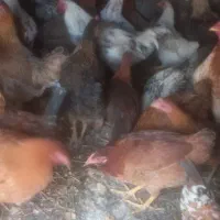 مرغ و خروس گلین|حیوانات مزرعه|ازنا, |دیوار