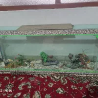 آکواریوم سالم