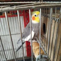 عروس هلندی سخنگو و مولد|پرنده|مینودشت, |دیوار