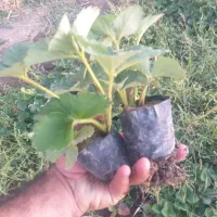 گلدان توت فرنگی آلبیون تعداد کم