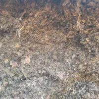 ذرت علوفه،دامی