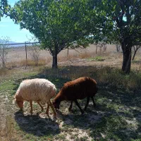فروش دو عدد گوسفند مادر و پسر
