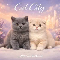 گربه اسکاتیش و بریتیش مجموعه کت سیتی