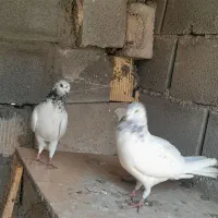 شیخ کله ابر