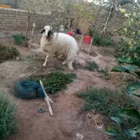 س بره قوچی|حیوانات مزرعه|بردسکن, |دیوار