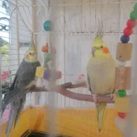 عروس هلندی|پرنده|رودسر, |دیوار