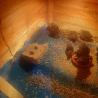 بلدرچین ۱۵ روزه