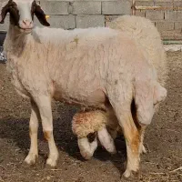 میش کله بور سنجابی استسنائی