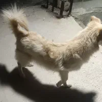 سگ پامرنر|سگ|بندرعباس, |دیوار