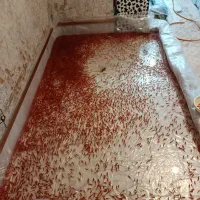 ماهی قرمز|ماهی|همدان, |دیوار